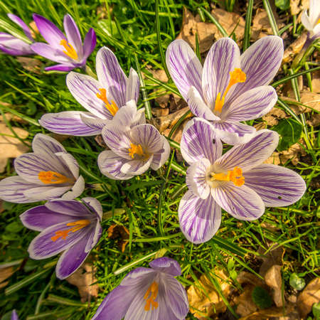 A high angle shot of beautiful purple and white spring crocuses growing in the field