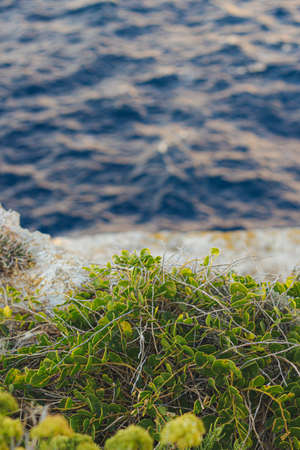 A selective shot of plants growing on the beach during daytimeの写真素材
