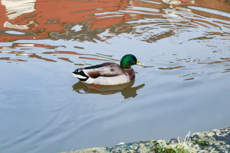 A mallard duck swimming in a lake during daytimeの写真素材