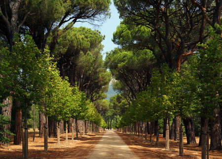 A shot of the straight walkway next to beautiful trees during a sunny dayの写真素材
