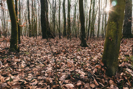 A forest covered in dry leaves and trees under the sunlight during the autumn