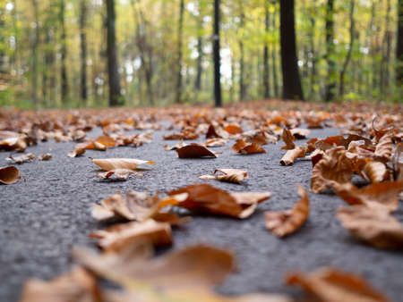 A lot of dry autumn maple leaves fallen on the ground surrounded by tall trees on a blurred...
