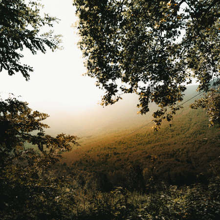 The braches of the trees and a foggy valley in the background