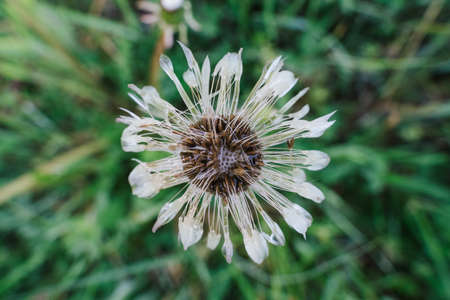 An aerial shot of a white flower with a blurred backgroundの写真素材