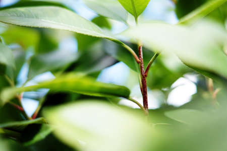 A closeup shot of green leaves during sunny weatherの写真素材