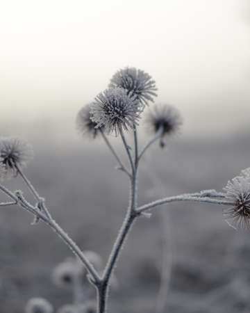 A closeup shot of dry frozen plants on a blurred background