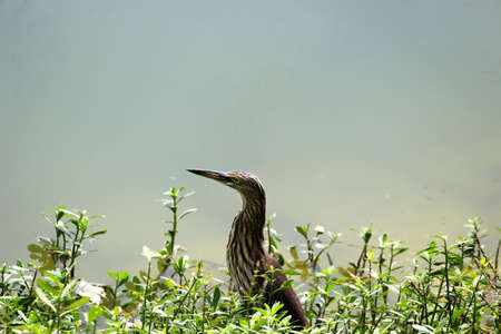 A closeup shot of an indian pond heron with a blurred backgroundの写真素材