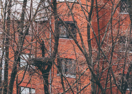 A beautiful shot of the bare branches of a tree in front of a red building
