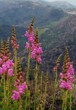 A vertical shot of purple flowers growing on a mountain during daytimeの写真素材