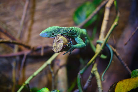 A green lizard on a branch of a tree with blurred background