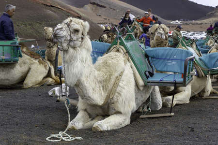 LANZAROTE, SPAIN - Apr 01, 2019: Caravan of camels in Lanzarote, tourist attraction. Caravan of dromader camels waiting for tourists in the Timanfaya national park in Lanzarote.のeditorial素材