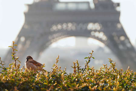 A wide angle shot of a bird sitting on the grass behind the Eiffel towerの写真素材