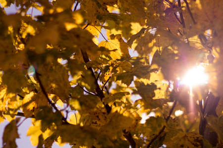 A low angle shot of branches with yellow leaves on a sunny day