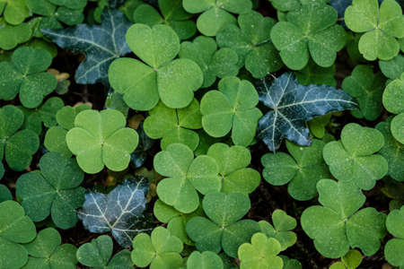 A high angle view of four-leaf clovers under the sunlight in a field