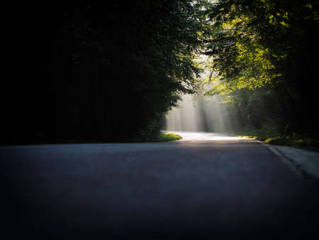 A beautiful scenery of a path with bright sun rays falling through a range of treesの写真素材