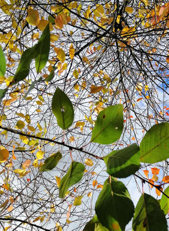A vertical closeup of colorful leaves on tree branches under a cloudy sky during the autumn in...