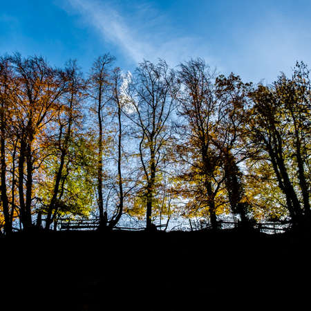 The silhouettes of benches surrounded by trees under the sunlight during the autumnの写真素材