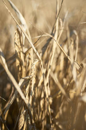 A selective focus shot of branches of wheat with a blurred background