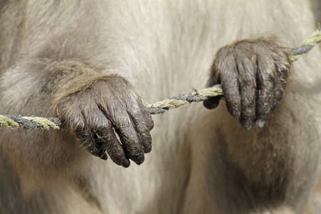 A closeup shot of Japanese macaque hands grabbing the rope