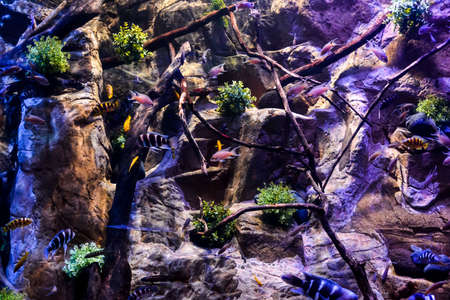 A beautiful shot of small fishes swimming inside the aquariumの写真素材