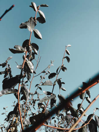 A low angle vertical shot of tree branches with leaves and a blue skyの写真素材