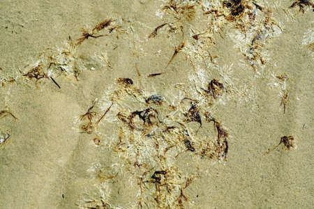 A closeup shot of different types of seaweed put on sand