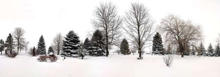 A beautiful shot of trees with a surface covered with snow during winterの写真素材