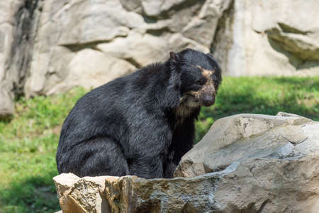 A lonely sad black bear sitting near a huge rock