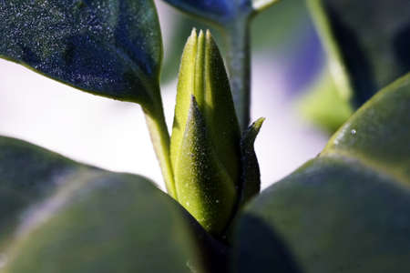 A closeup shot of a tropical flower bud on a blurred background