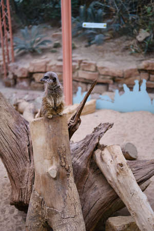 A vertical shot of a cute meerkat sitting on a treeの写真素材
