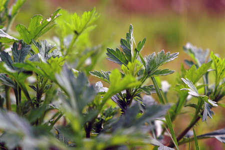A selective focus shot of green plants and leaves under the sunlight