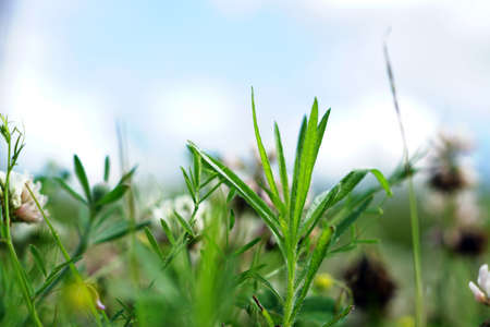 A selective focus shot of grass and stems in the fieldの写真素材