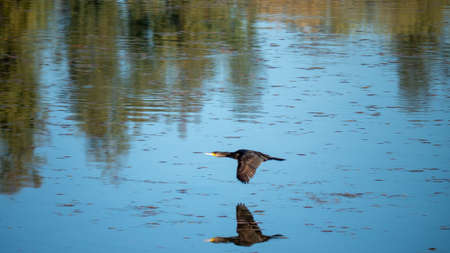 A perfect shot of a duck flying over a lake with its reflection on the water