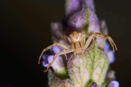 A macro photography of a spider on a flowering plant in front of a black background
