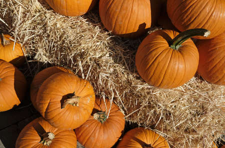 Many orange pumpkins on and near stacks of hay for Thanksgiving or Halloween
