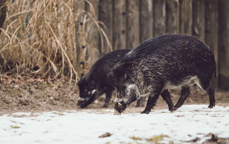 Two wild boars foraging for food in the snow covered groundの写真素材