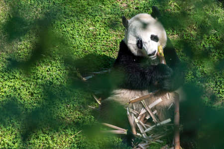 A high angle shot of a panda playing with broken pieces of wood on the grass