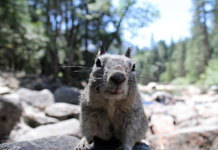 A squirrel surrounded by stones in a forest during daytime