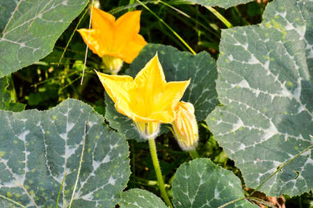 A high angle shot of a yellow flower in cucurbit plants