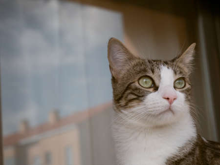 A closeup shot of a cute domestic white and grey cat on a blurred background