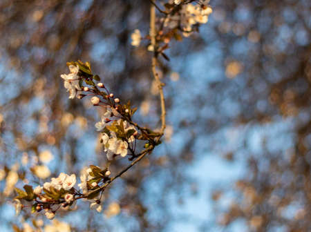 A selective focus shot of the branch of a blooming tree with white flowers on a sunny day in Spring