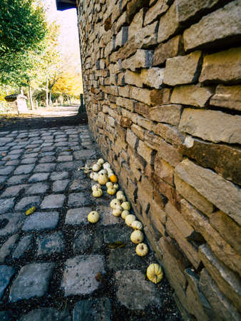 A vertical shot of a brick wall with yellow-colored fruits laid on the surface of stone tilesの写真素材