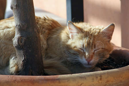 A brown kitten sleeping next to a plant on a bowlの写真素材