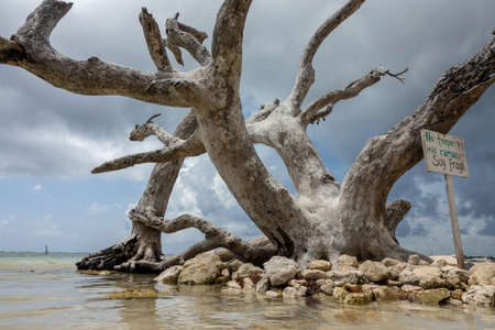 A low angle shot of a dry tree growing around the water and sand under a cloudy skyの写真素材