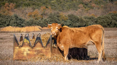 a closeup shot of a cow beside a feeding trough full of hayの写真素材
