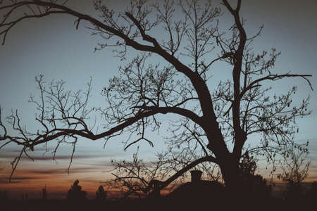 A silhouette of the branches of a bare tree in the field during sunset