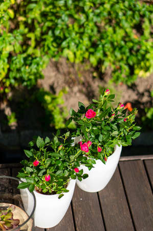 A vertical high angle shot of small pink roses in white pots on a wooden surfaceの写真素材