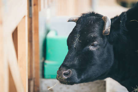 A closeup shot of a young black cow with damaged hornの写真素材