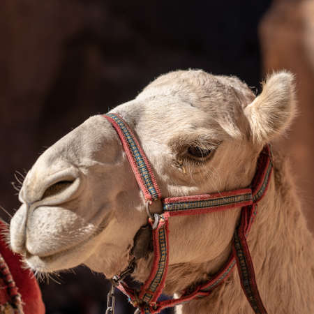 A closeup shot of the face of a cute camel with a blurred backgroundの写真素材
