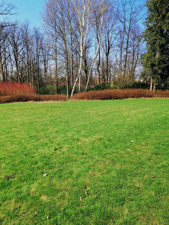 A vertical shot of the grassy land and trees with bushes in the front in Jelenia GÃ³ra, Poland.